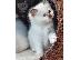 PoulaTo: birman x ragdoll